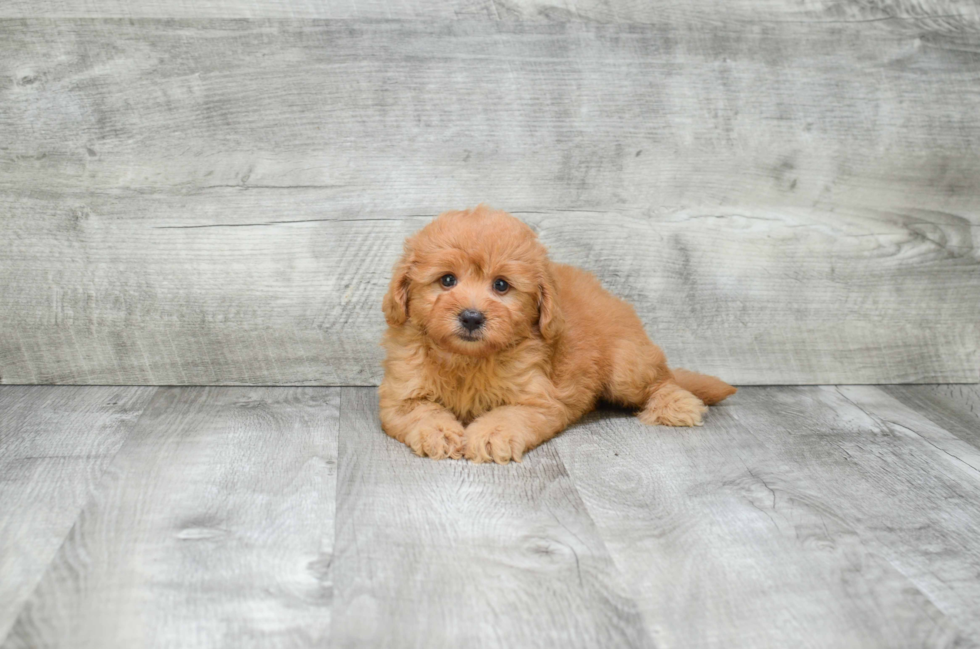 Smart Mini Goldendoodle Poodle Mix Pup