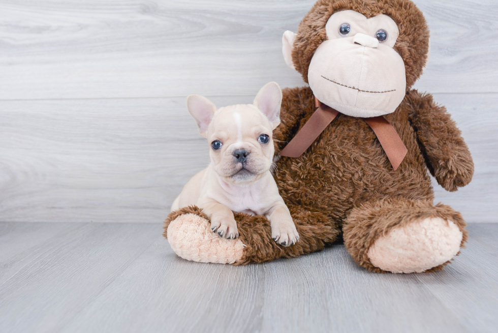 French Bulldog Puppy for Adoption