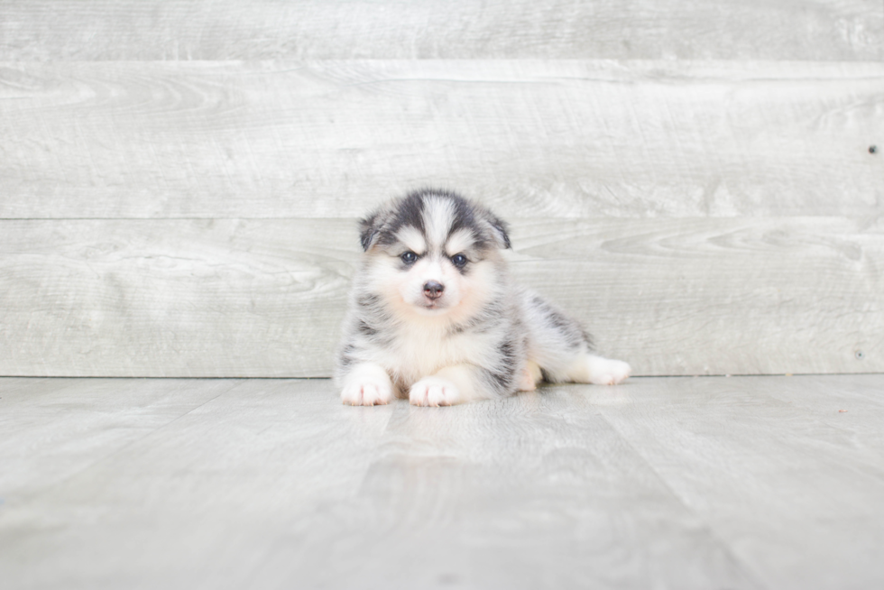 Pomsky Pup Being Cute