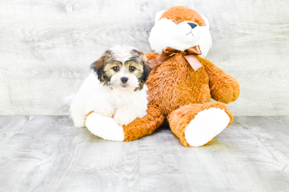 Teddy Bear Pup Being Cute