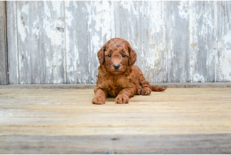 Playful Golden Retriever Poodle Mix Puppy