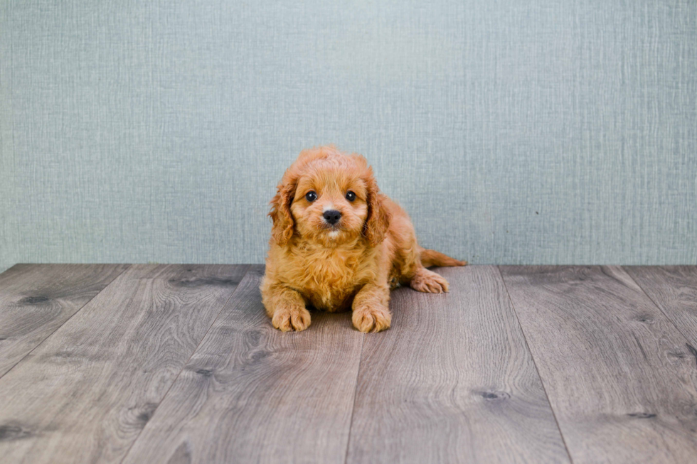 Cavapoo Pup Being Cute