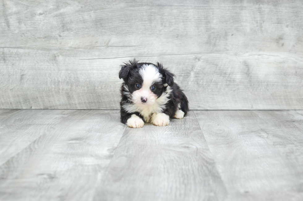 Mini Aussiedoodle Pup Being Cute