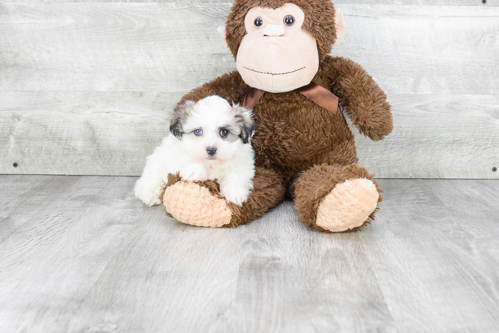 Havanese Puppy for Adoption