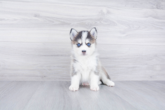 Petite Pomsky Designer Pup