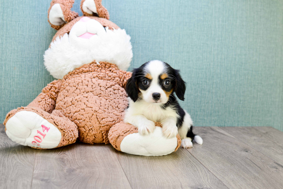 Cavachon Pup Being Cute