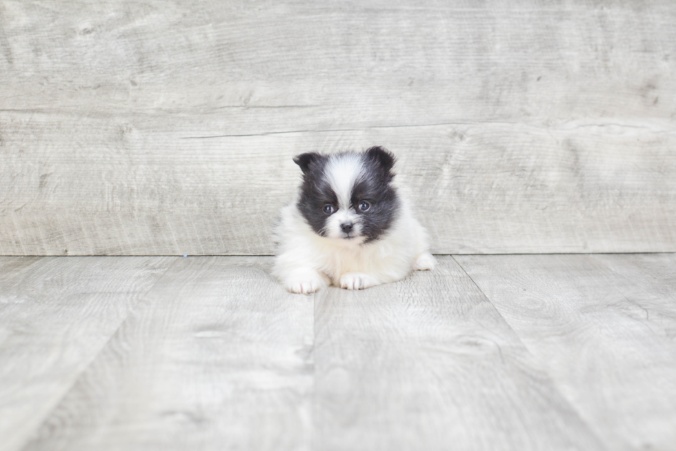 Small Pomeranian Purebred Pup