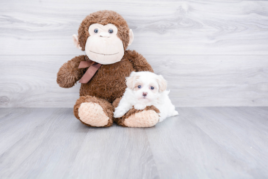 Fluffy Maltipoo Poodle Mix Pup