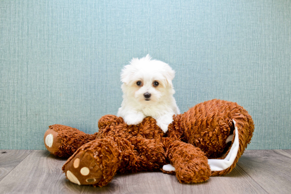 Maltese Puppy for Adoption