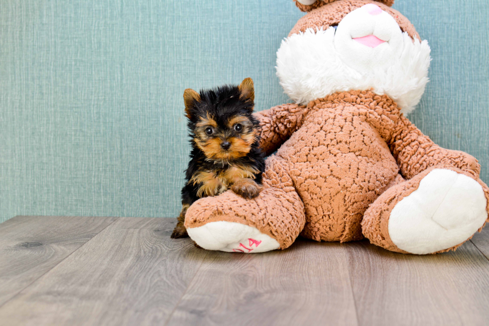 Meet Giselle - our Yorkshire Terrier Puppy Photo 