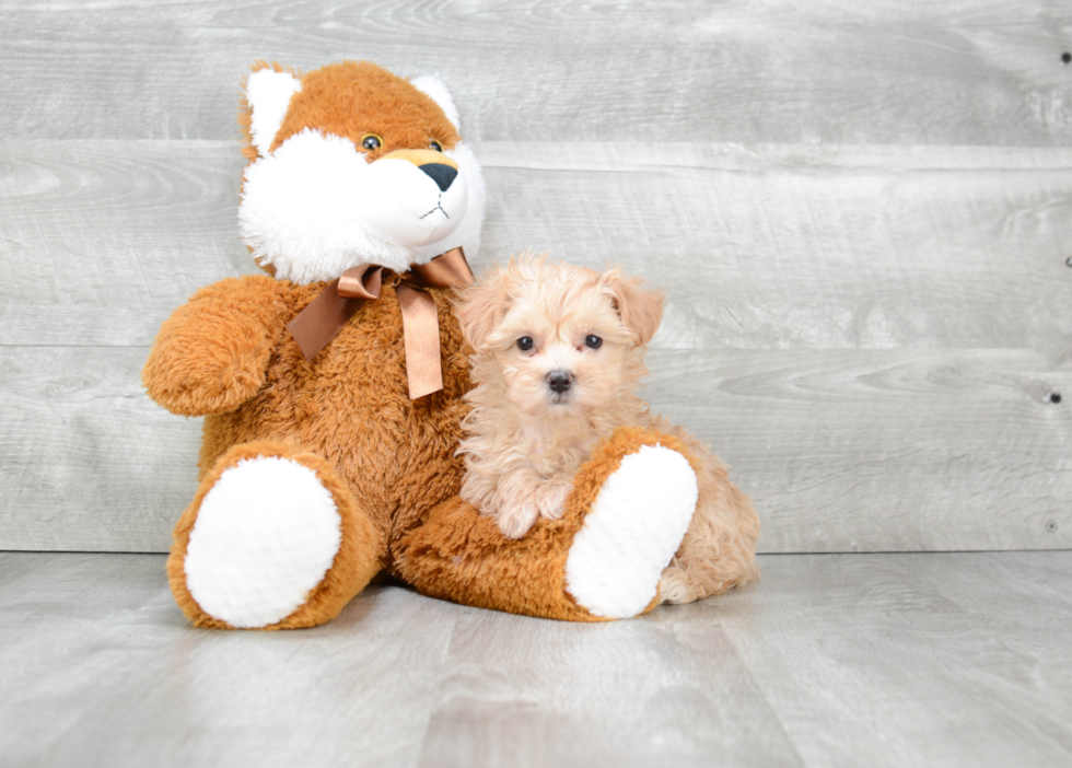 Best Maltipoo Baby