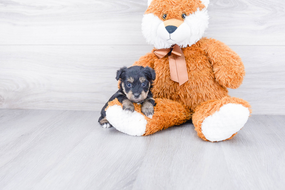 Yorkie Poo Pup Being Cute