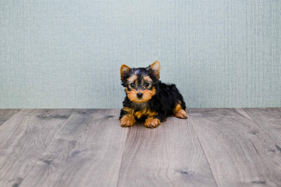 Meet Tinkerbell - our Yorkshire Terrier Puppy Photo 