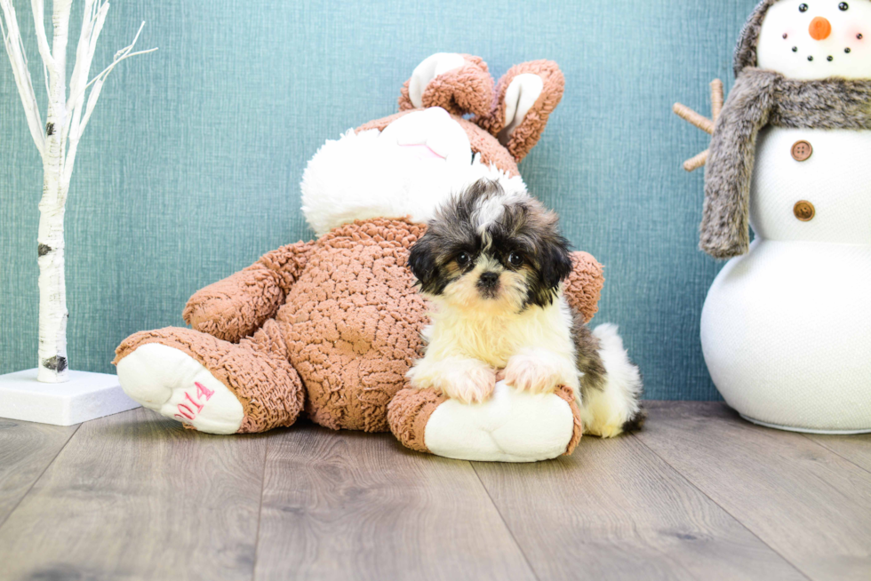 Teddy Bear Pup Being Cute