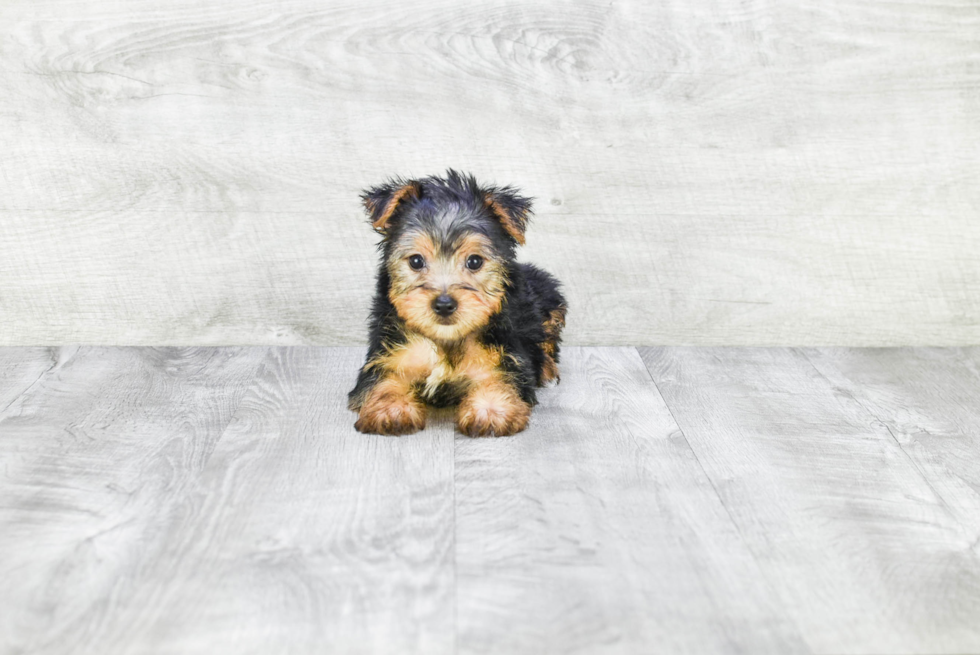 Meet Beyonce - our Yorkshire Terrier Puppy Photo 