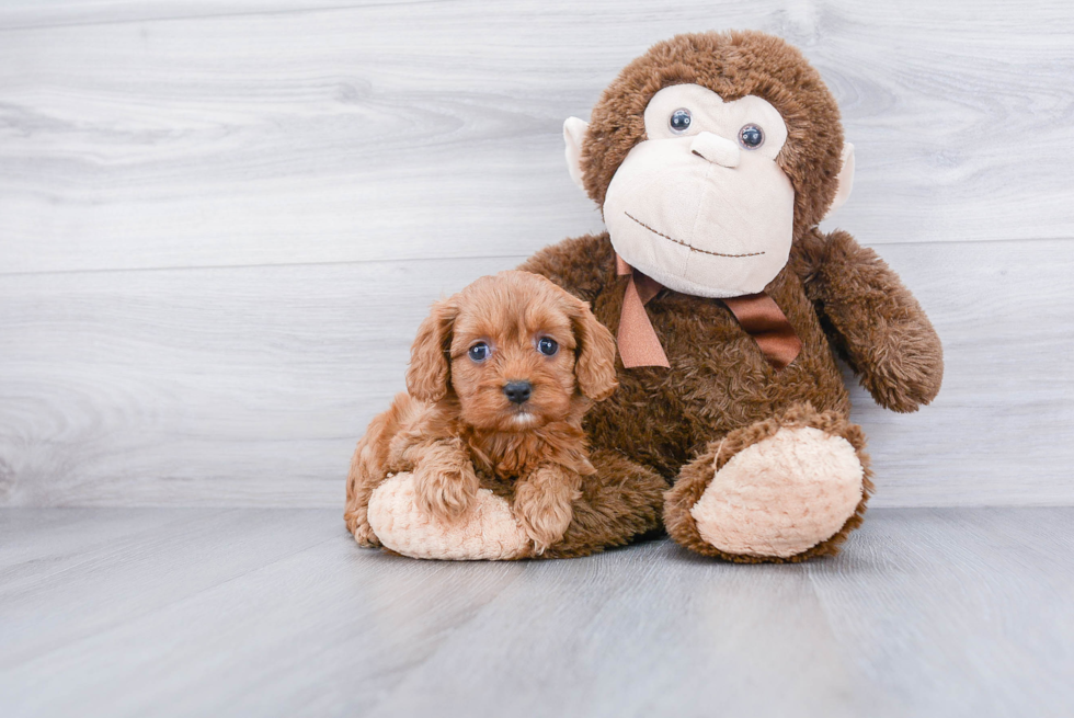 Fluffy Cavapoo Poodle Mix Pup