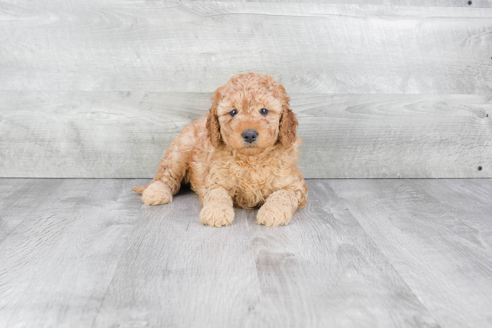 Sweet Mini Goldendoodle Baby