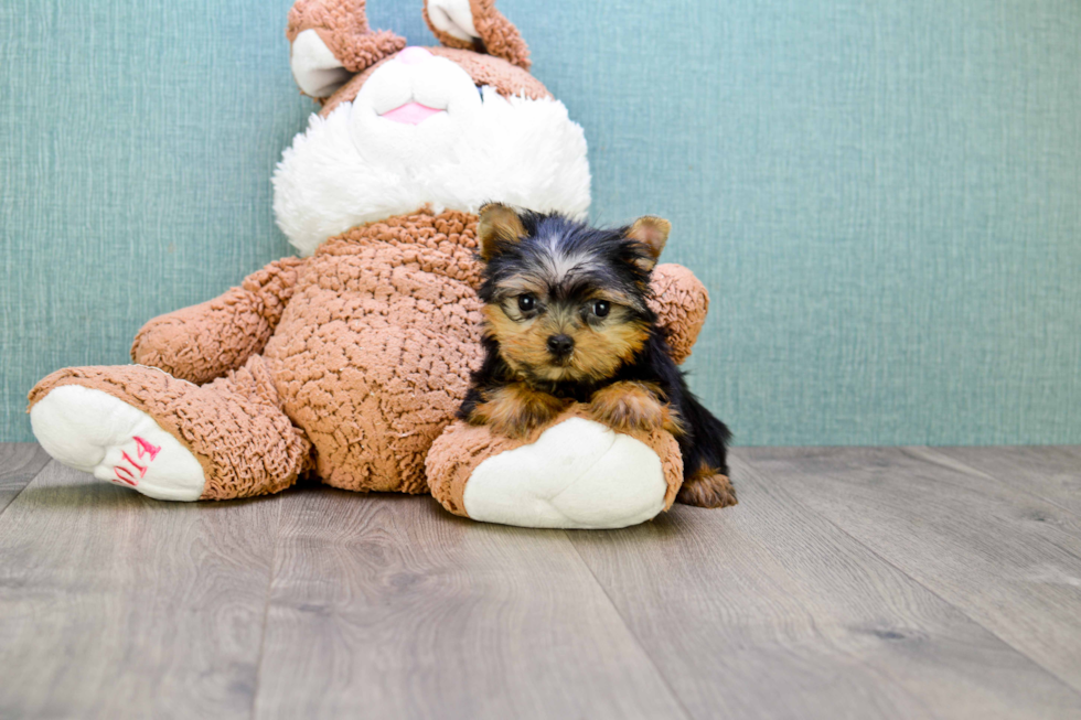 Meet John - our Yorkshire Terrier Puppy Photo 