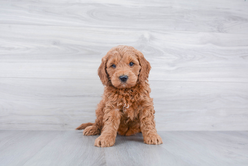 Mini Goldendoodle Puppy for Adoption