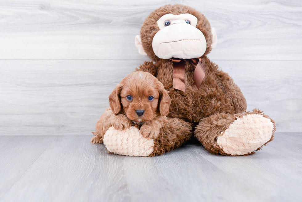 Best Cavapoo Baby