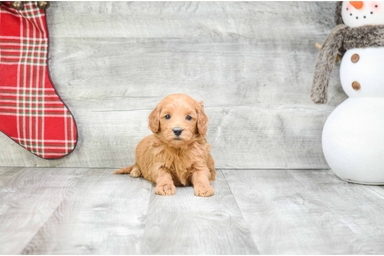 Smart Mini Goldendoodle Poodle Mix Pup