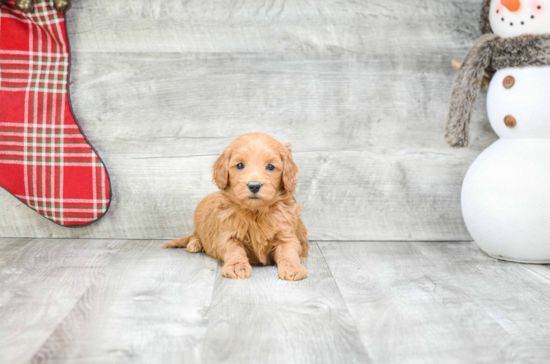 Smart Mini Goldendoodle Poodle Mix Pup