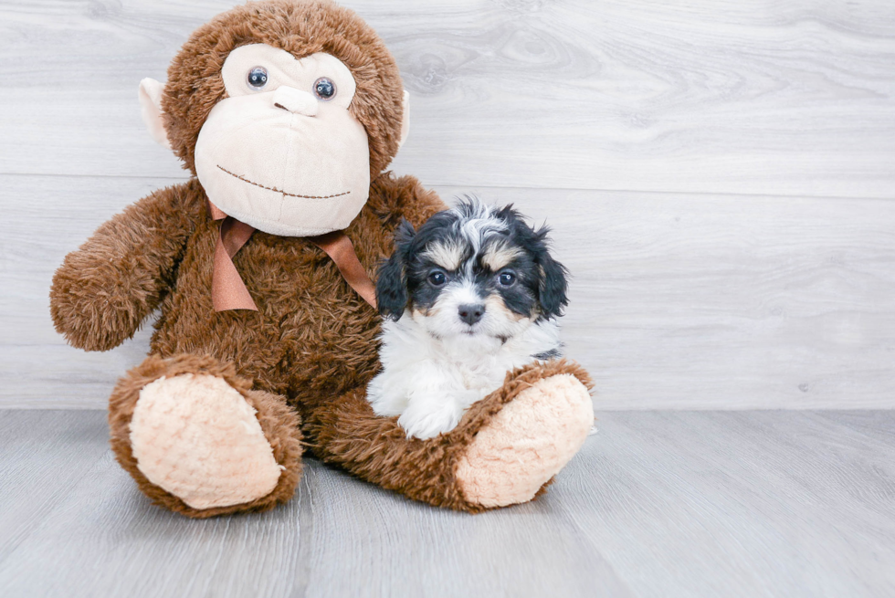 Cavachon Pup Being Cute