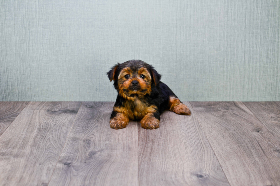 Meet Jeremy - our Yorkshire Terrier Puppy Photo 