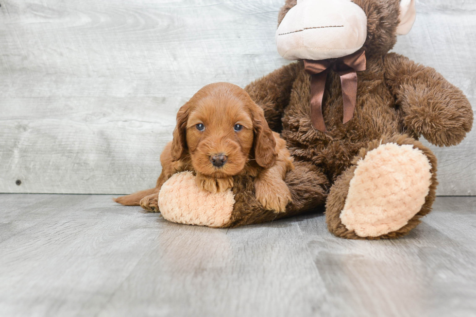 Funny Mini Goldendoodle Poodle Mix Pup