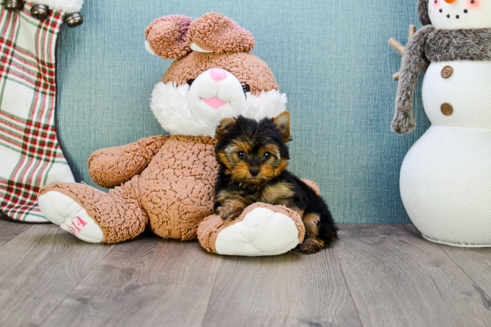 Meet Heidi - our Yorkshire Terrier Puppy Photo 