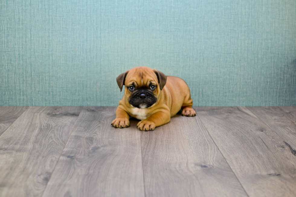 Cute English Bulldog Mix Puppy