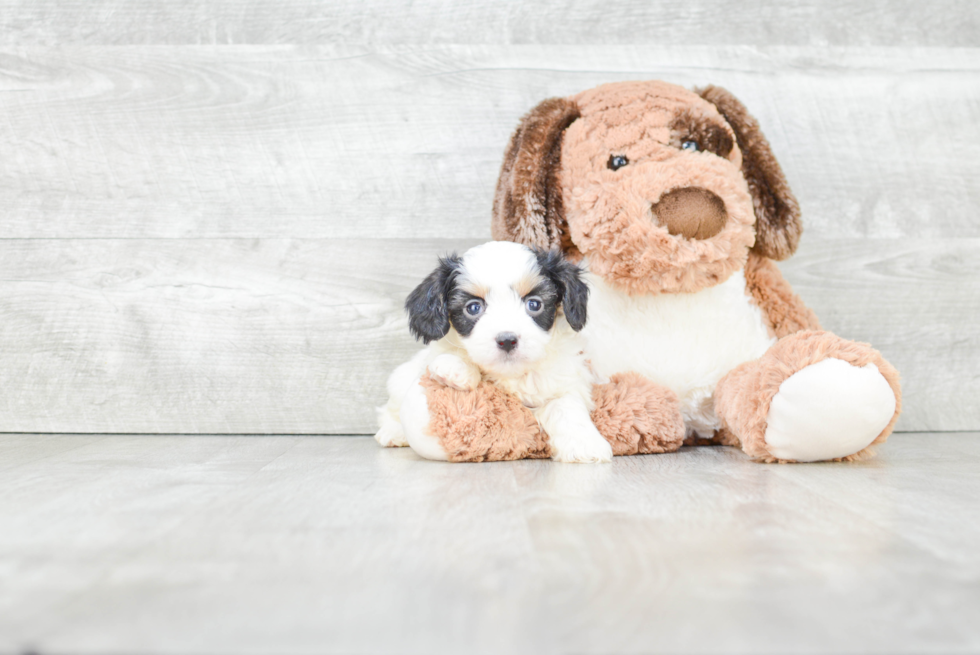 Hypoallergenic Cavalier Designer Puppy