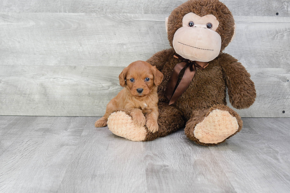 Little Cavoodle Poodle Mix Puppy