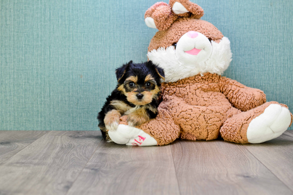 Meet Miley - our Morkie Puppy Photo 