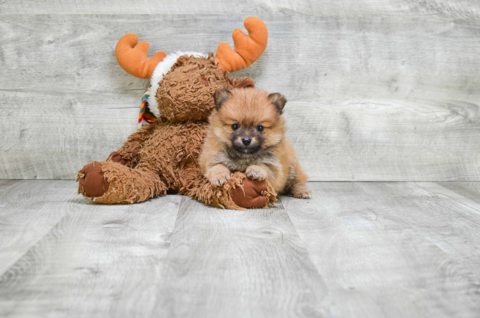 Friendly Pomeranian Baby