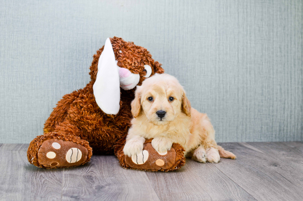 Energetic Golden Retriever Poodle Mix Puppy