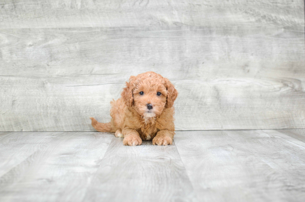 Mini Goldendoodle Puppy for Adoption