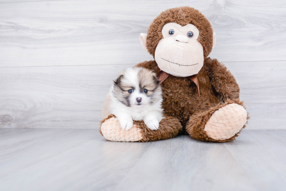 Petite Pomeranian Purebred Puppy