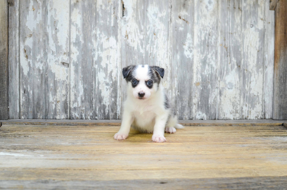 Pomsky Pup Being Cute