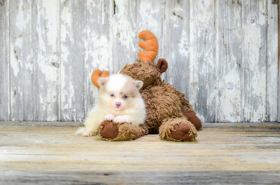 Friendly Pomeranian Baby