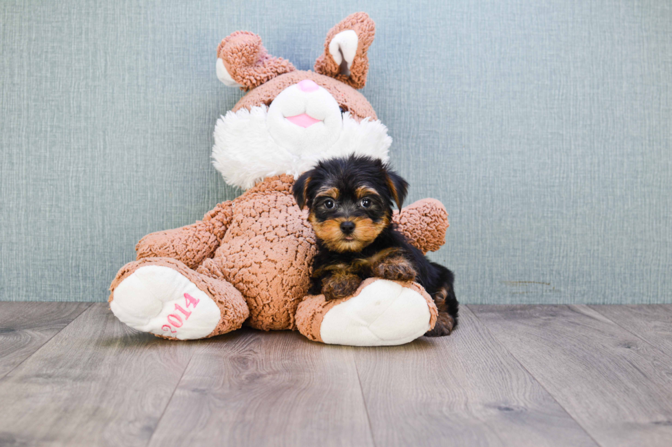 Meet Bella - our Yorkshire Terrier Puppy Photo 