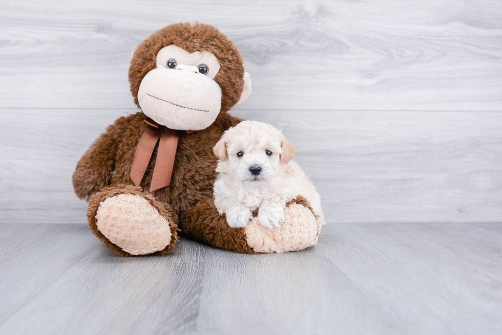 Maltipoo Puppy for Adoption