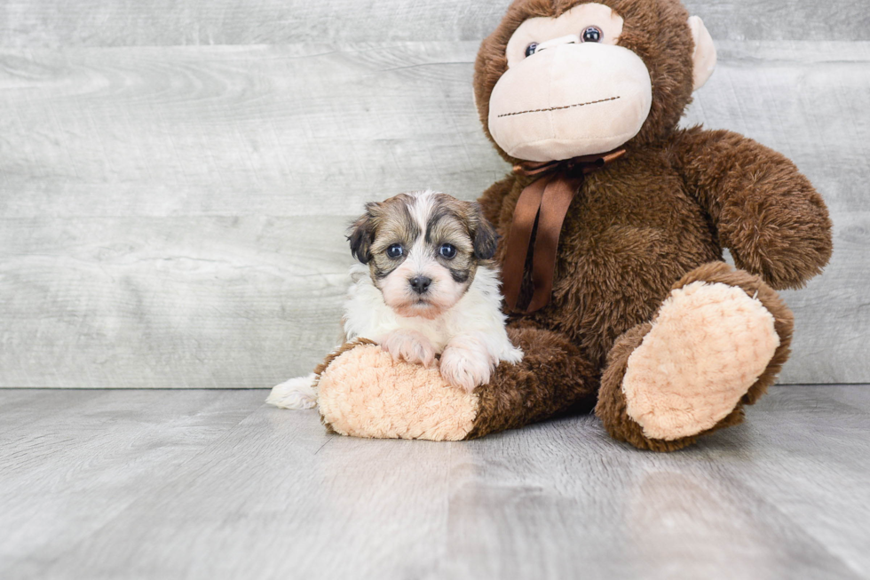 Happy Teddy Bear Baby