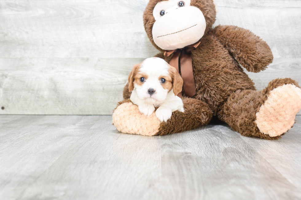 Akc Registered Cavalier King Charles Spaniel Purebred Pup