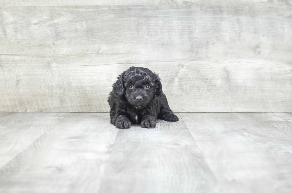 Fluffy Mini Aussiedoodle Poodle Mix Pup