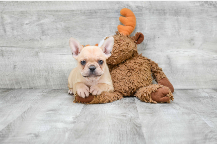 French Bulldog Pup Being Cute