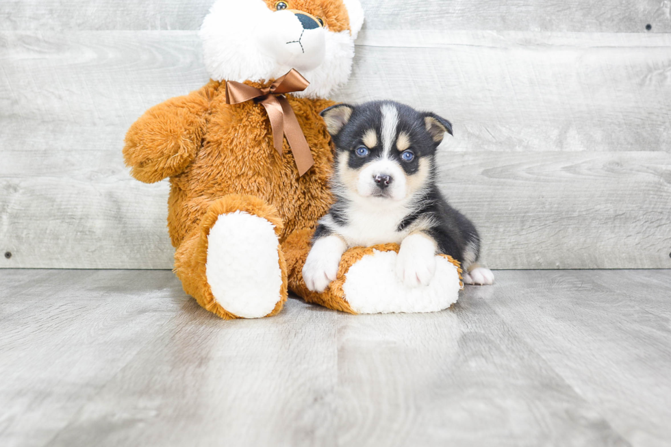 Happy Pomsky Baby