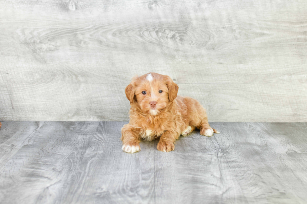 Sweet Mini Goldendoodle Baby