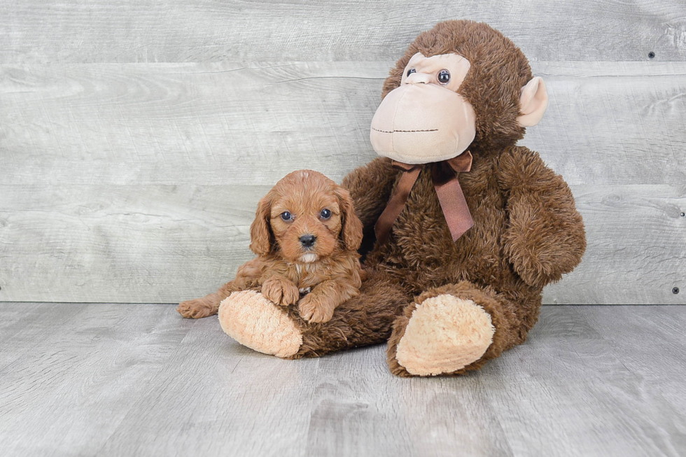 Cute Cavapoo Baby