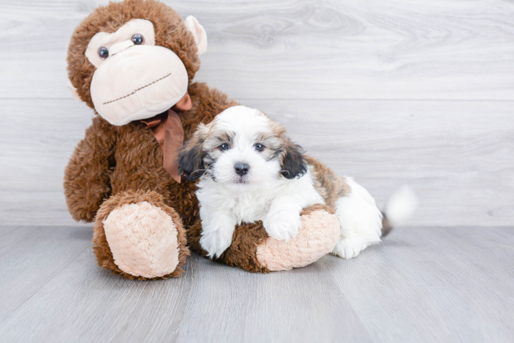 Small Havanese Purebred Pup